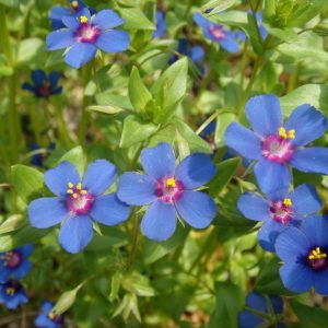 Anagallis coerulea (zaden)