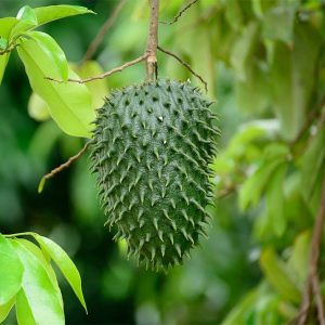 Annona muricata (P23)