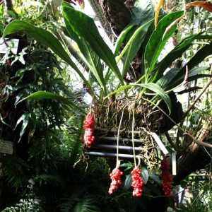 Anthurium gracile