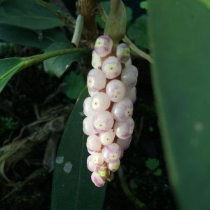Anthurium scandens
