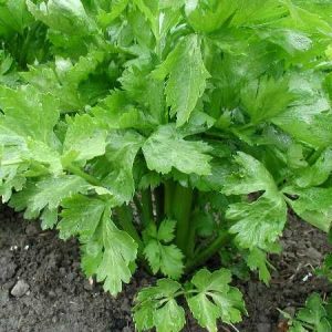 Apium grav. var secalinum (P9)