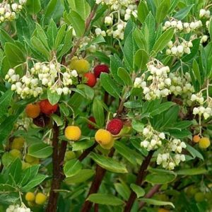 Arbutus unedo 'Compacta' (P15)