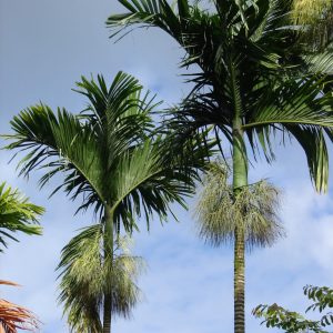 Areca catechu (P9)