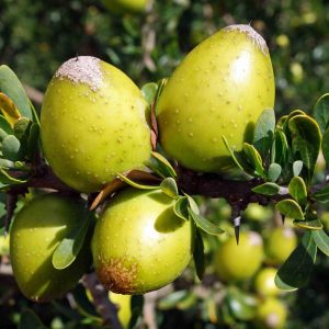 Argania spinosa (5 zaden)