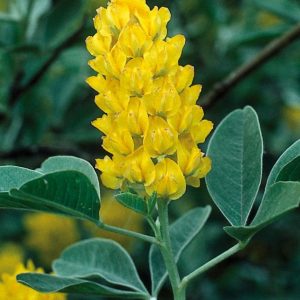 Argyrocytisus battandieri (C5)