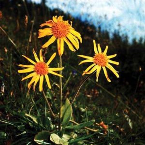 Arnica montana (P9)
