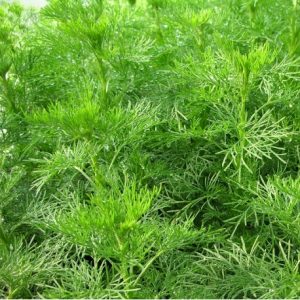Artemisia abrotanum (P9)
