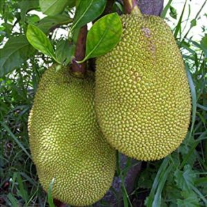 Artocarpus heterophyllus (3 zaden)