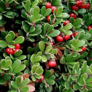 Arctostaphylos uva-ursi (P9)