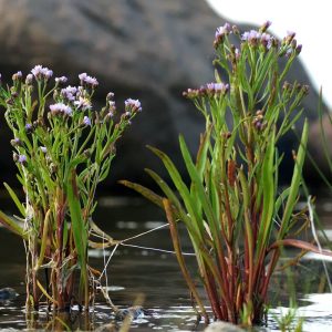 Aster tripolium (zaden)