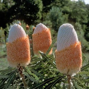 Banksia prionotes 'dwarf'