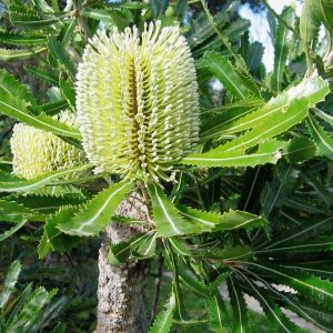 Banksia serrata