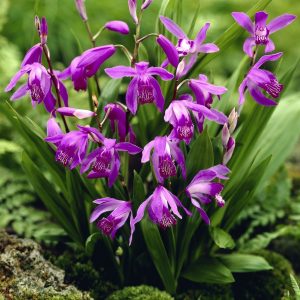 Bletilla striata (P9)
