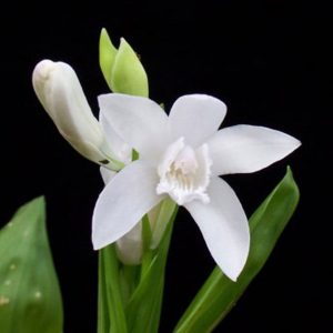 Bletilla striata alba (P9)