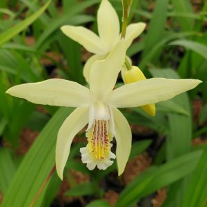 Bletilla ochracea (P9)