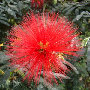 Calliandra tweedii