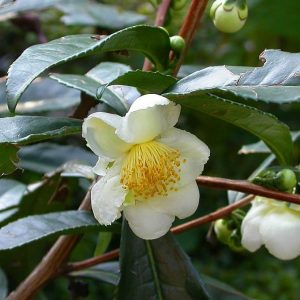 Camellia sinensis (10 zaden)