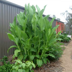 Canna edulis