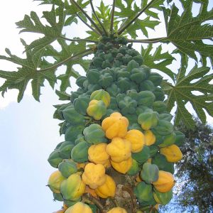 Vasc. pub. 'Cobquecura'(C5 pot)