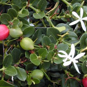 Carissa grandiflora