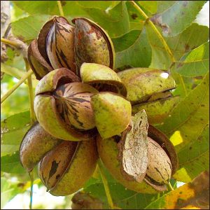 Carya illinoinensis