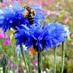 Centaurea cyanus (zaden)