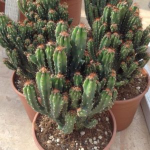 Cereus peruvianus