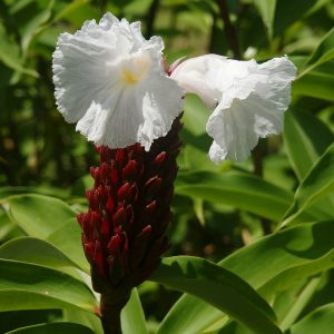 Cheilocostus speciosus (P14)