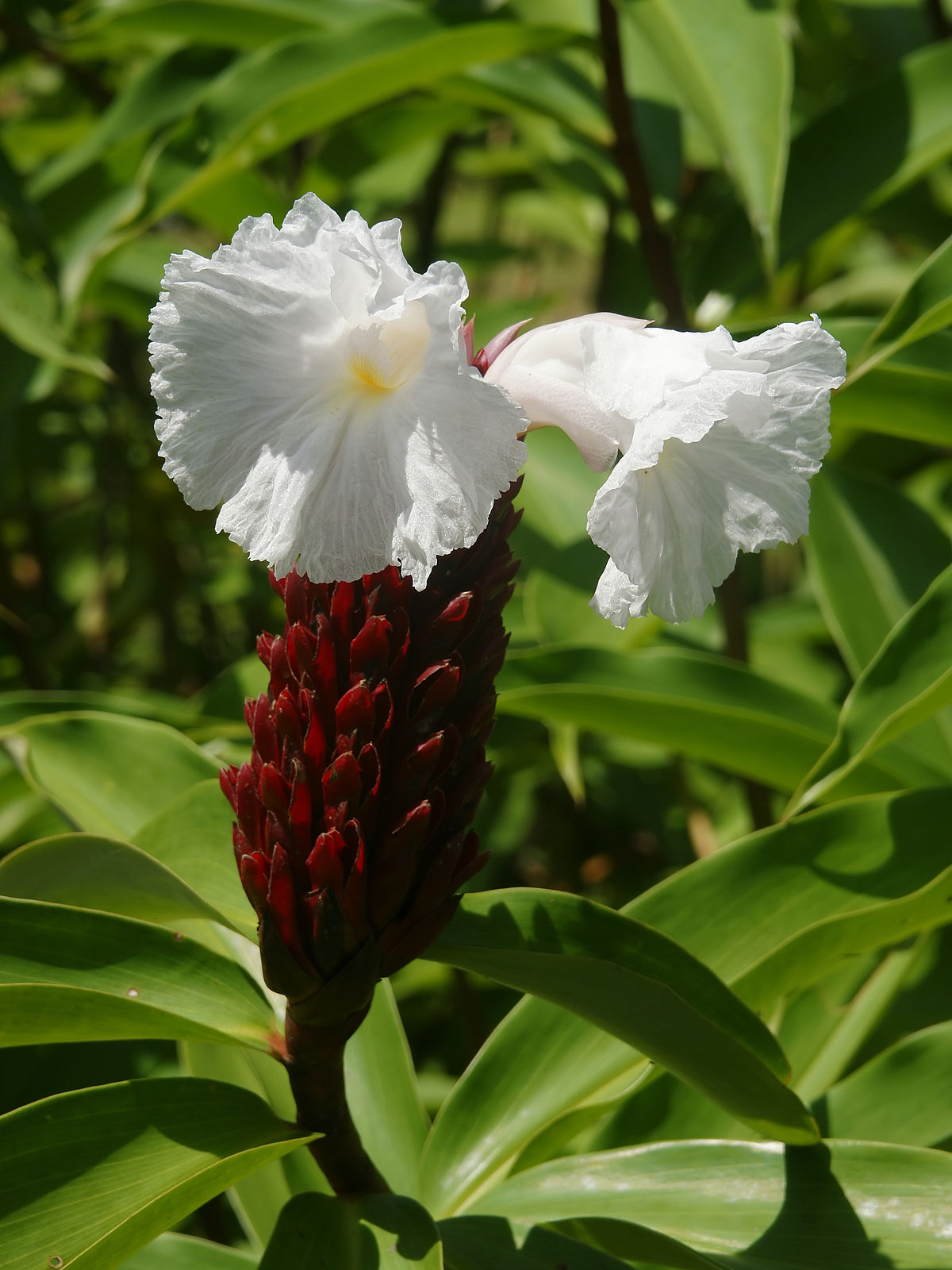 Cheilocostus speciosus (P14)