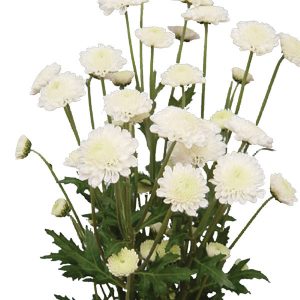 Chrysanthemum morifolium