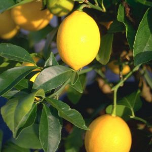 Citrus 'Four Seasons'