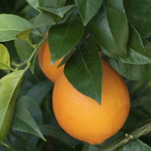 Citrus sinensis 'Arancio'