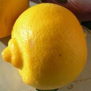 Citrus aurantifolia 'Marrakech'