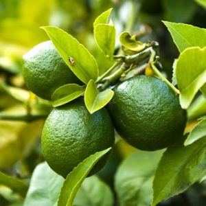 Citrus aurantifolia