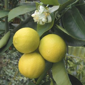 Citrus x limon 'Palestina'