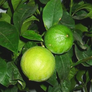 Citrus bergamia