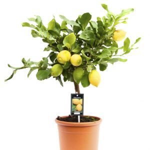 Citrus x limon 'Cappuccio' (P21)