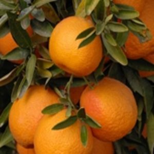 Citrus x clementina 'Oroval'