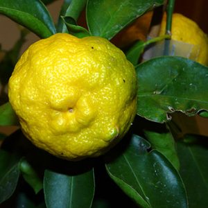 Citrus x junos 'Hana Yuzu'