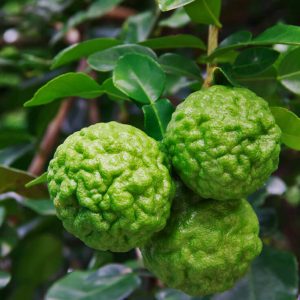 Citrus hystrix (grote plant)