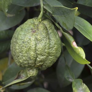 Citrus cavaleriei