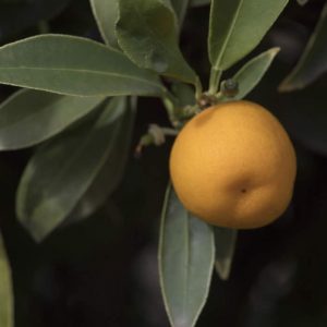 Citrus japonica 'Malayan'