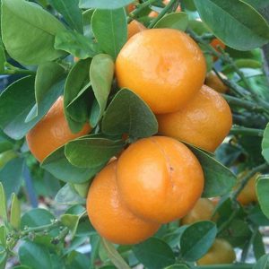 Citrus japonica 'Meiwa'