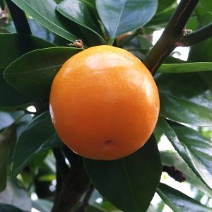 Citrus 'Kucle'