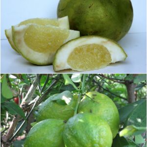 Citrus macroptera