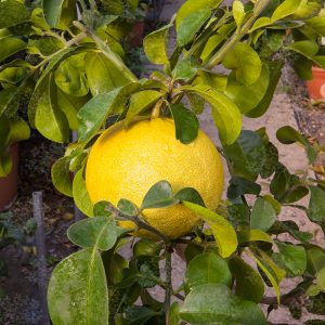 Citrus maxima 'Sarawak'