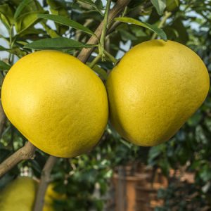 Citrus maxima