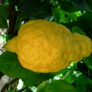 Citrus medica 'Maxima'
