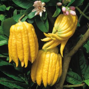 Citrus medica var sarcodactylis