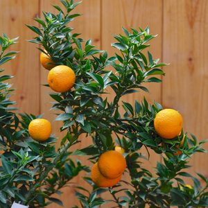 Citrus myrtifolia